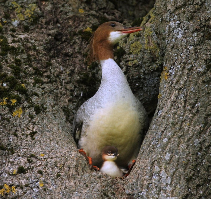 Если мама-крохаль нашла дупло, её птенцам придется прыгать с дерева, ведь они ещё не умеют летать.