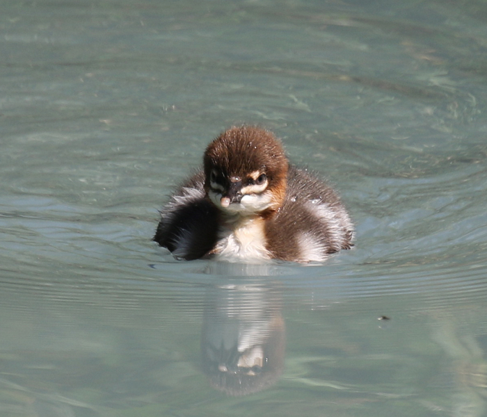 Самый целеустремлённый пупсик, которого я видел.