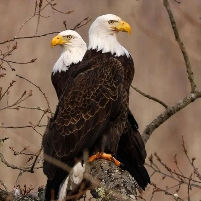 Bald eagles - Eagle, Birds, Predator birds, Wild animals, wildlife, North America, The photo