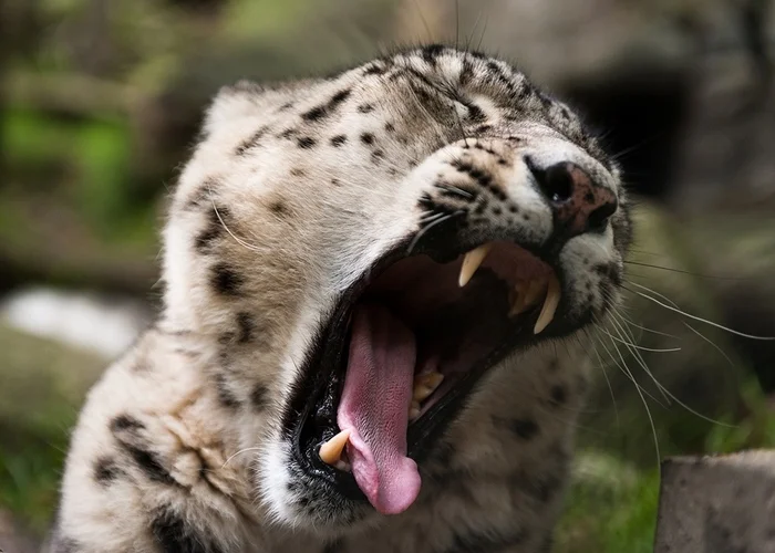 Why don't I sing a song? - Snow Leopard, Big cats, Cat family, Predatory animals, Wild animals, Zoo, Yawn, The photo