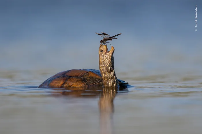 Dragonfly and Turtle - Turtle, Reptiles, Dragonfly, Insects, Arthropods, Wild animals, wildlife, The photo