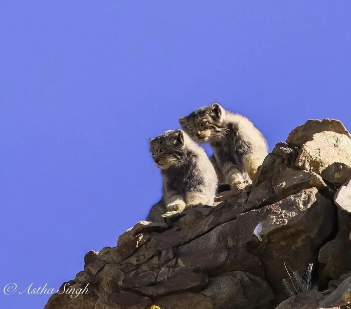 At the top - Young, Pallas' cat, Small cats, Cat family, Predatory animals, Wild animals, wildlife, Ladakh, India, The photo