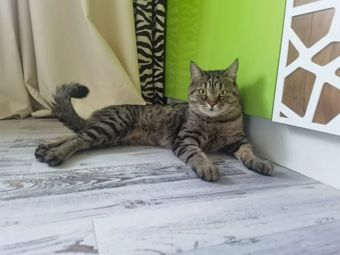 Unceremonious cat Sprinter is looking for a shelter - cat, Helping animals, The rescue, In good hands, Moscow, Striped, Shelter, Help, Pet the cat, Cat family, Longpost