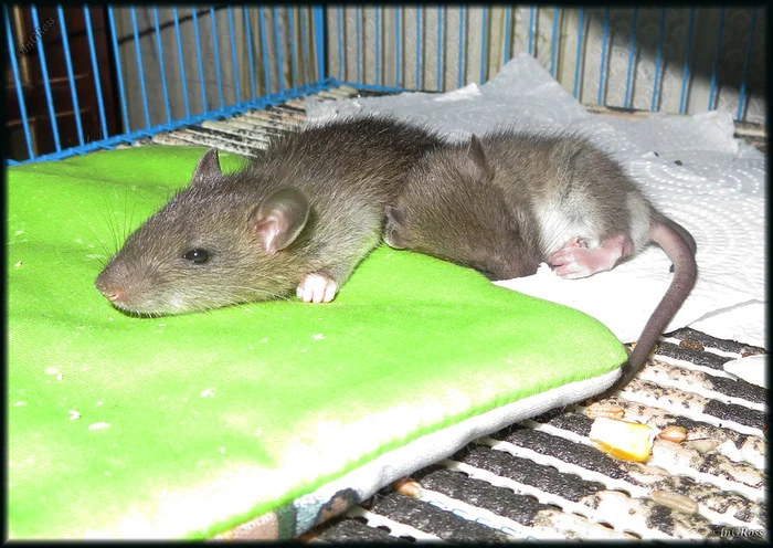 Sleepy paws, kids at daddy's - My, Rat, Rat Chronicles, Devils, Dumbo, Shelter, Volunteering, Pasyuk