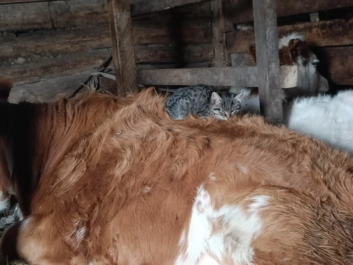 Here's a smart-ass microcat for your feed - My, Kittens, Cow, cat, The photo