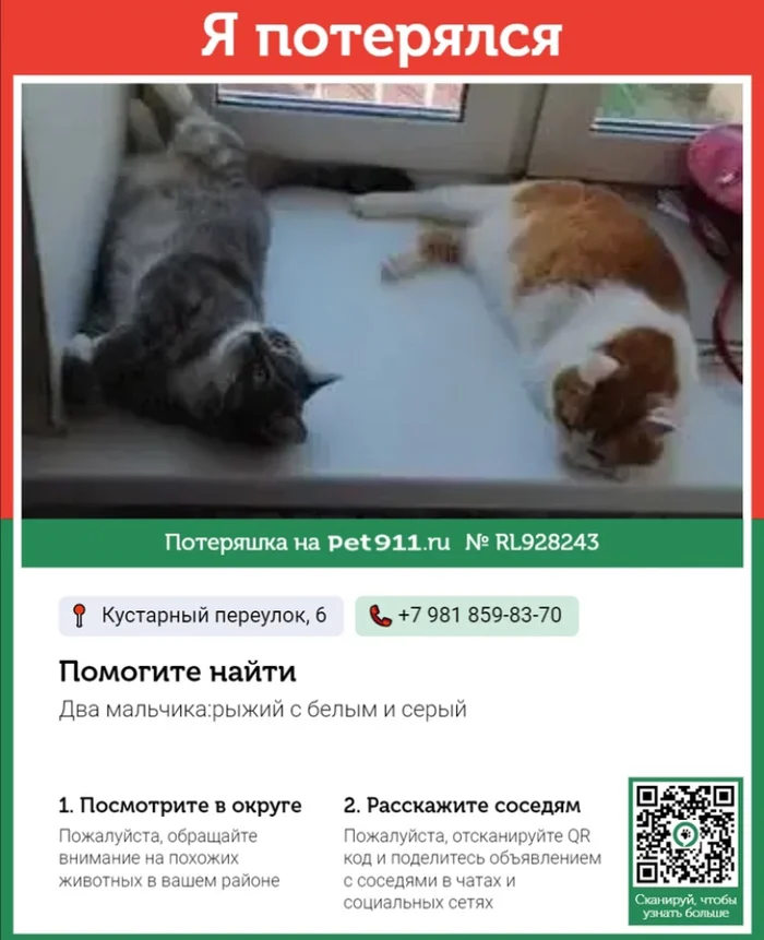 Потерялись коты, С-Пб - Потеряшка, Потерялся кот, Кот, Помогите найти, Скриншот