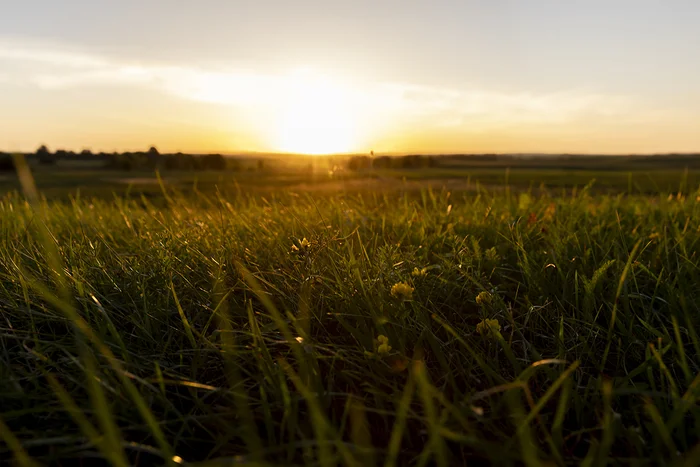 Sunset - My, Sunset, Field, The sun, Summer, The photo, Clover