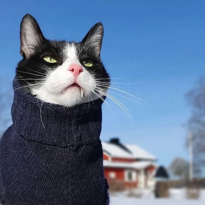 When is spring? - cat, Pullover, Winter, Cold