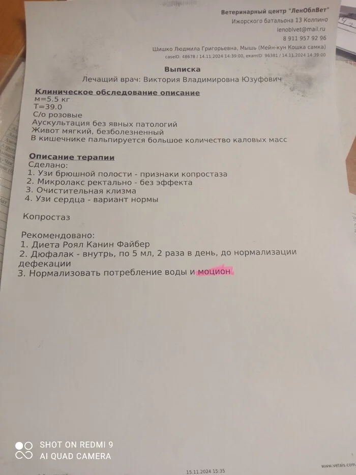 Продолжение поста «У нас новая подопечная. Мейнкун. Принесли усыплять. Сейчас пришло отправить в стационар (проблемы с ЖКТ от стресса)» - Моё, Спасение животных, Тосно, Кот, Помощь животным, Мейн-кун, Видео, Вертикальное видео, Длиннопост, Без звука, Ответ на пост