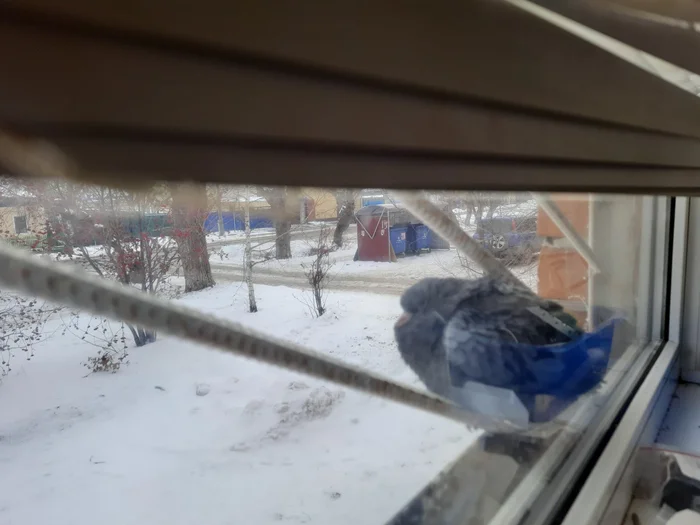 No rating - Birds, Help, What to do, Outside the window, The photo