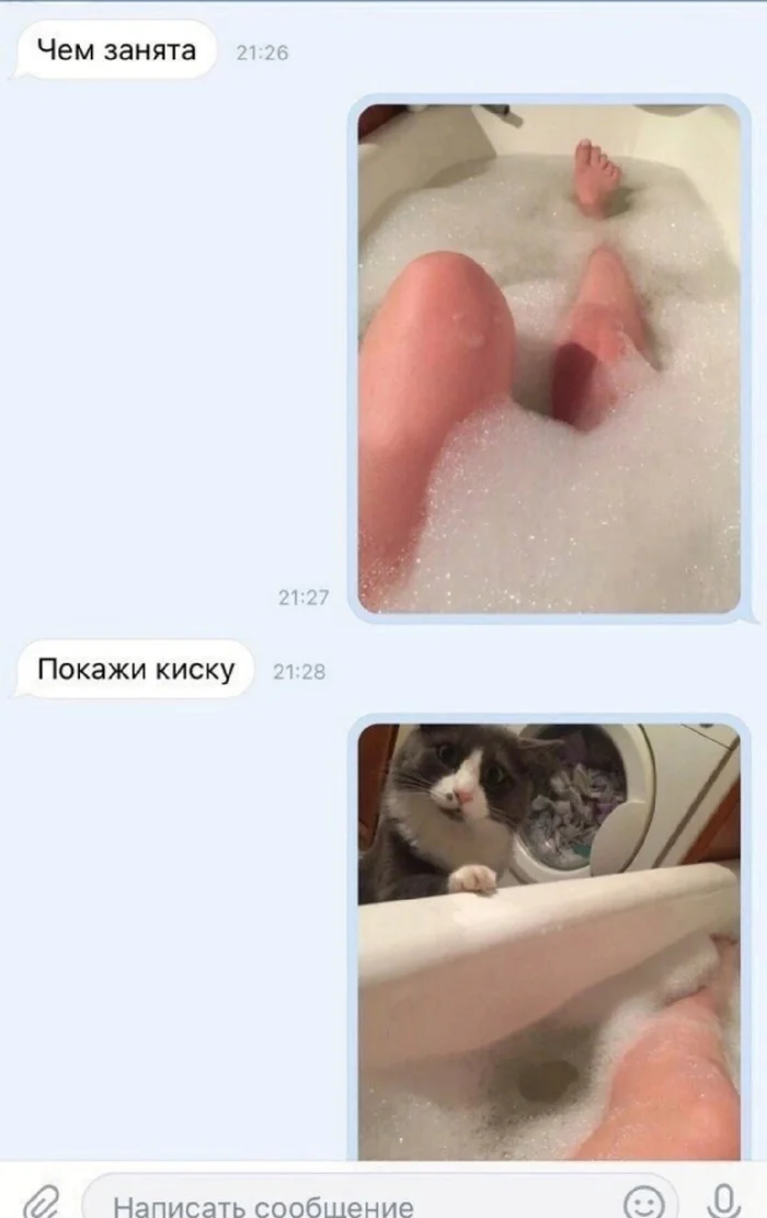 Pussy - cat, Shows, Penis, Correspondence, Screenshot, Legs