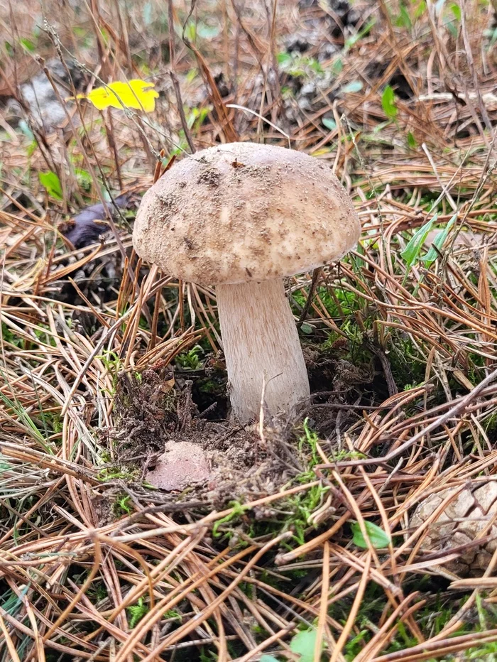 Mushrooms in mid-November - My, Silent hunt, Mushrooms, Mushroom pickers, Autumn, Longpost, Germany, Saxony-Anhalt