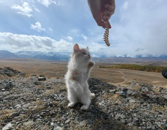 Souvenir from the Altai Mountains - My, Animal Rescue, Homeless animals, Lost, Pets, Altai Republic, Adventures, Longpost, cat