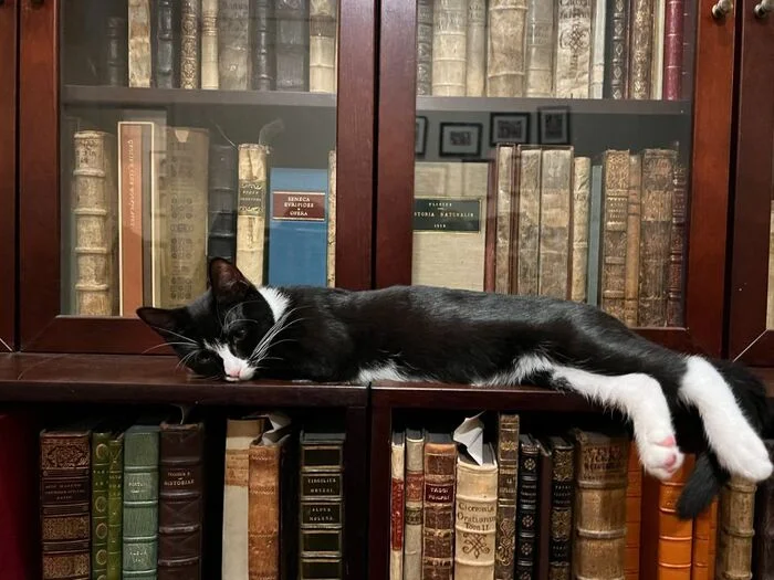 In much wisdom there is much sorrow - cat, Books, Wisdom, Sadness