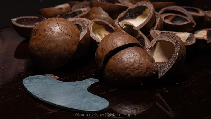 My wife bought macadamia nuts - My, The photo, Macro photography, Insects, Nuts, Macadamia, Longpost