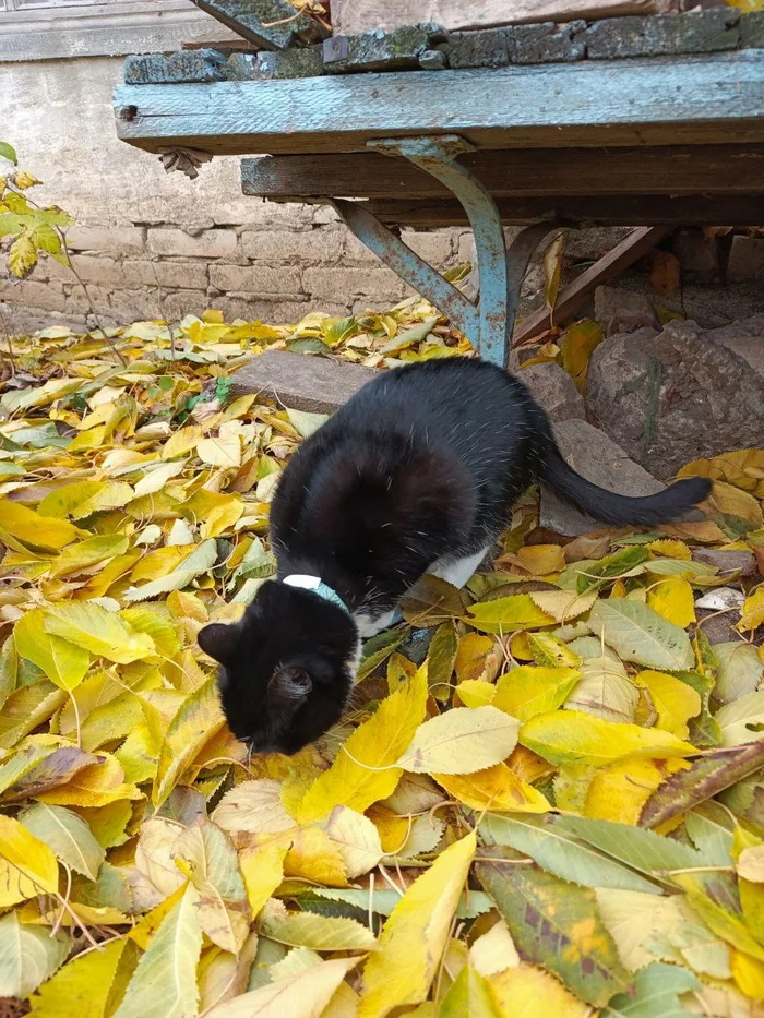 Выходные, не забываем дышать воздухом! - Моё, Кот, Черный кот, Погладь кота, Кошатники, Пушистые, Фотография, Мобильная фотография, Осень, Осенние листья