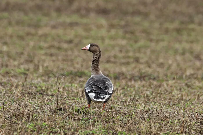 Results. 2024 - My, Photo hunting, The nature of Russia, Birds, Nature, Outcomes, The photo, Hobby, wildlife, Bird watching, Ornithology League, Ornithology, Longpost