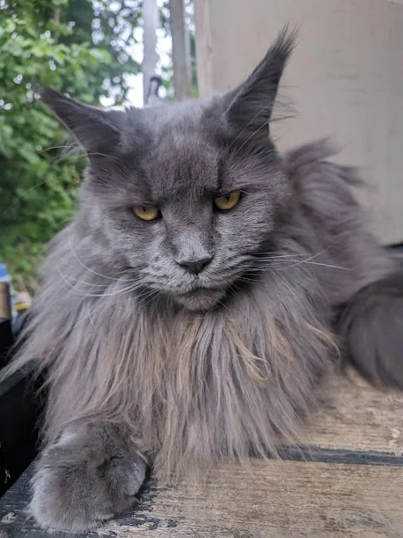 Behemoth? No, I haven't heard. - cat, Small cats, Maine Coon