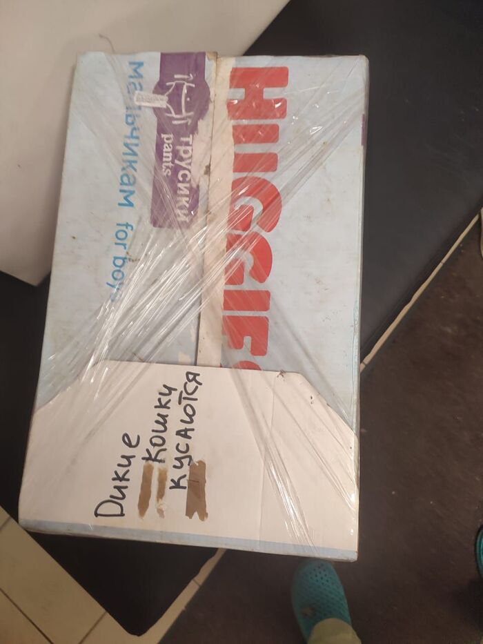 Кто-то вечера днём упаковал 9 кошек в маленькую коробку и замотал скотчем. Коробку принесли в клинику