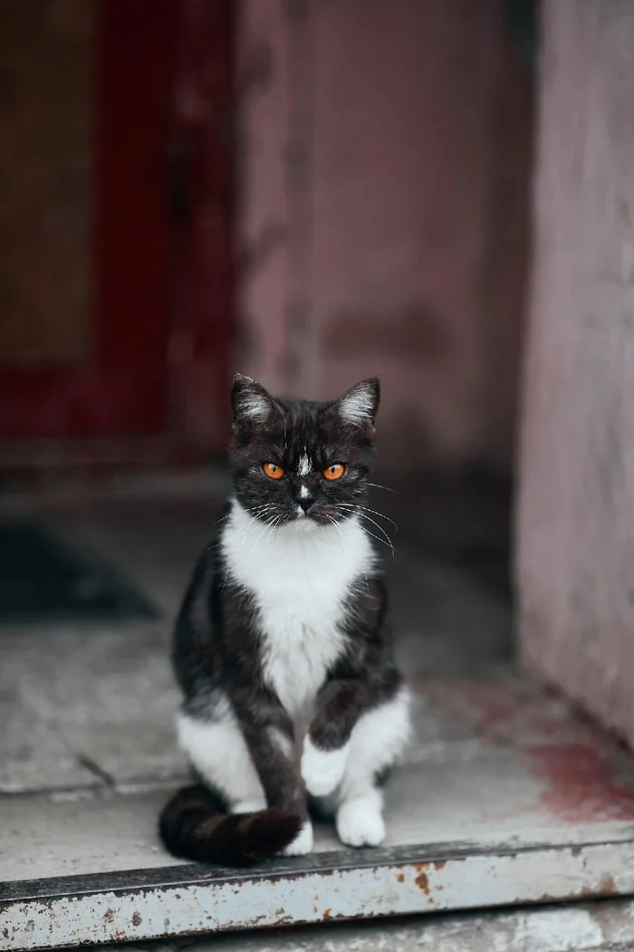 Guardian - cat, Milota, Eyes, The photo