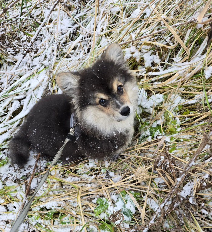 Булка снежная v2