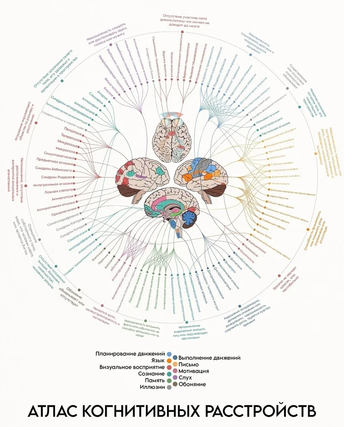 Атлас когнитивных расстройств - Моё, Наука, Ученые, Биология, Мозг, Нейроны, Психика, Исследования, Научпоп, Нейрофизиология