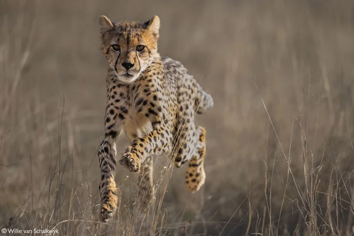 Cheetah cub - Young, Cheetah, Small cats, Cat family, Predatory animals, Wild animals, wildlife, National park, South Africa, The photo