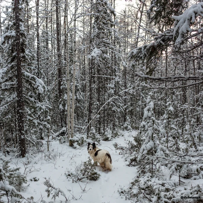 In the November forest - My, The nature of Russia, Yakutia, Forest, Dog, Grandfather, Suntar, Walk in the woods, The photo