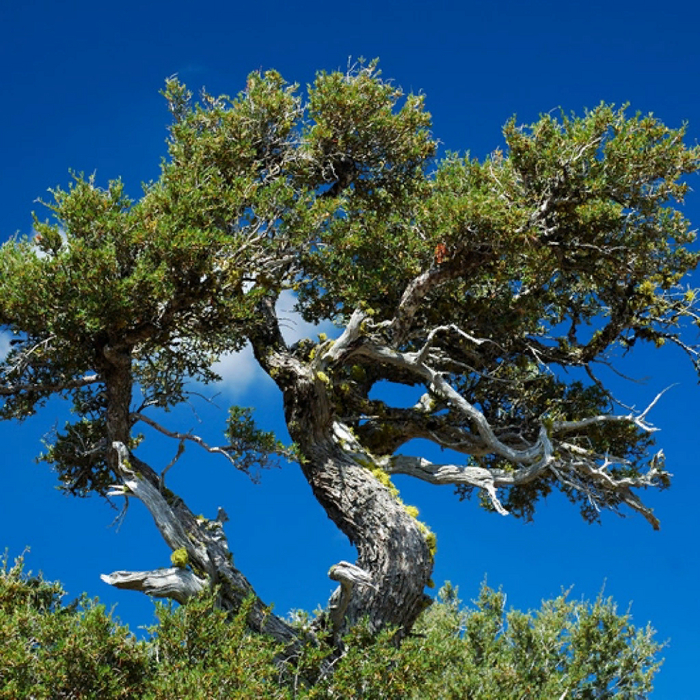 кампешевое дерево