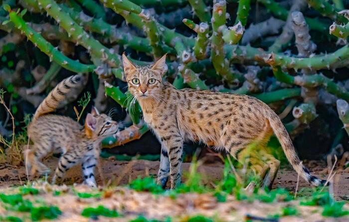 Азиатская степная кошка с котёнком