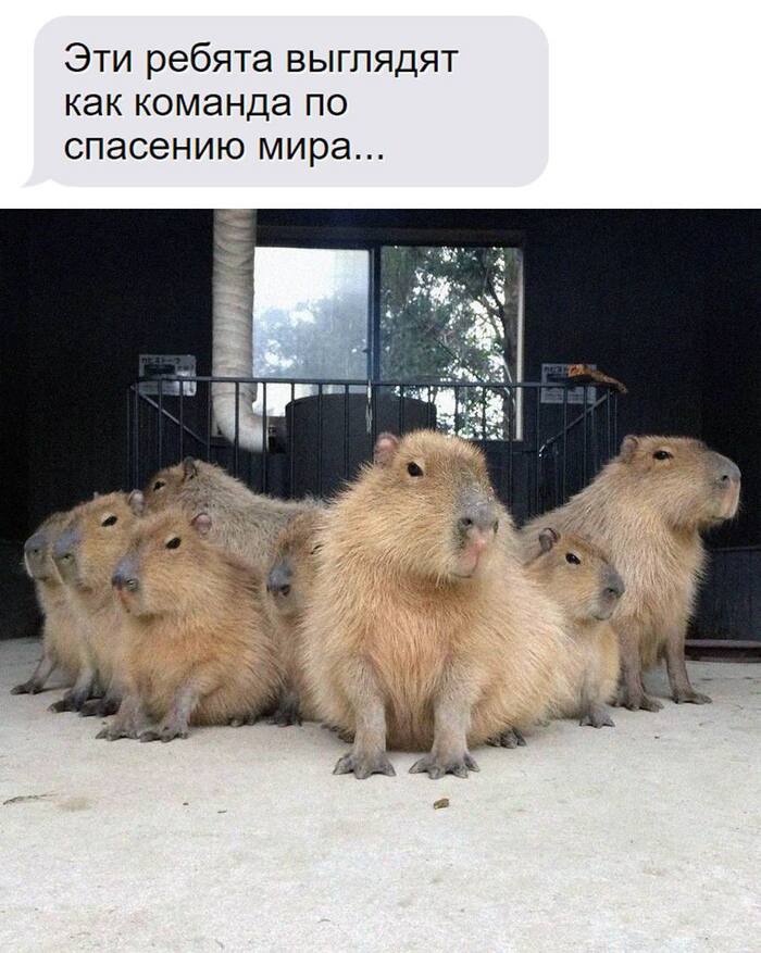 I believe them! - Picture with text, Memes, Milota, Capybara, Peace, Team, Thoughts, Funny animals