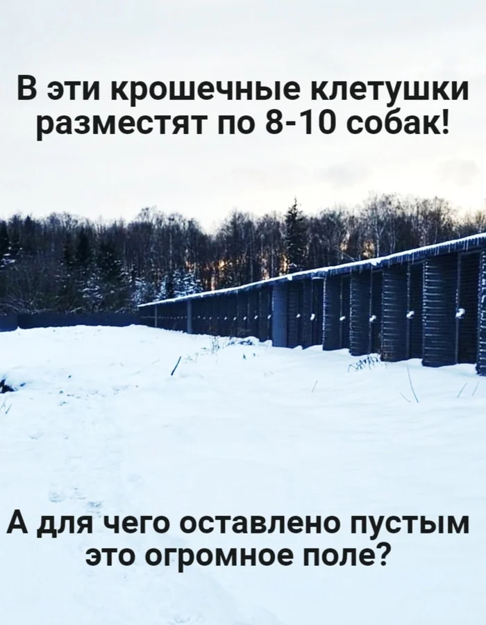 Perm's multi-million dollar disgrace! - Officials, Corruption, Deputies, investigative committee, Permian, Dog, Lawlessness, Homeless animals, Volunteering, Criminal case, In good hands, Overexposure, Ministry of Internal Affairs, Longpost