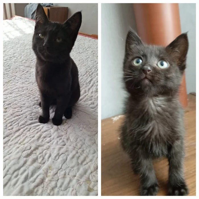 I decided to add my cat - My, cat, Collage