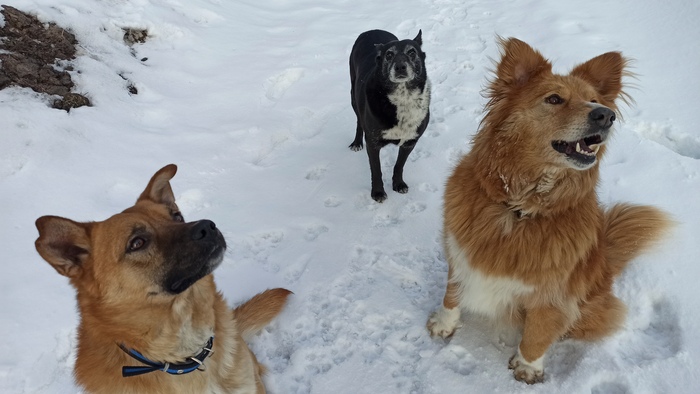 Тройка удалая