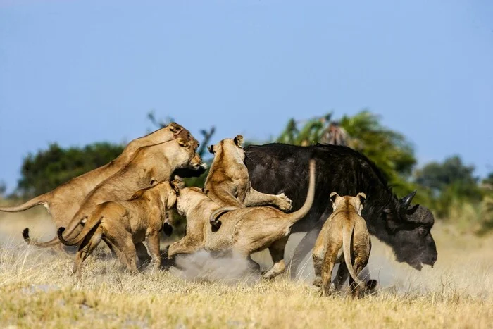 Girls, come on! - Pride, Lioness, a lion, Big cats, Cat family, Predatory animals, Wild animals, wildlife, Reserves and sanctuaries, South Africa, The photo, Hunting, Mining, African buffalo