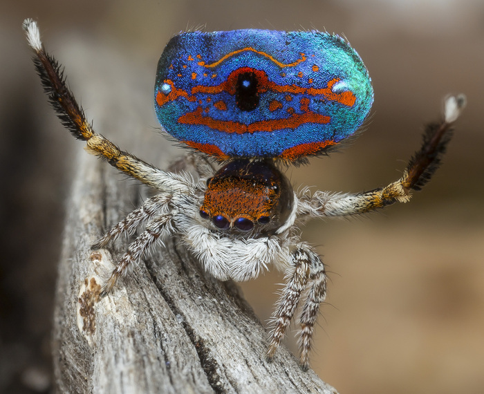Maratus gemmifer, помимо раскраски украсил свой жёпь "жемчужинками")