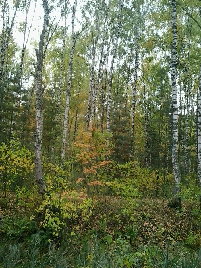 September. Wild forest - My, The photo, Forest, wildlife, The nature of Russia, Autumn