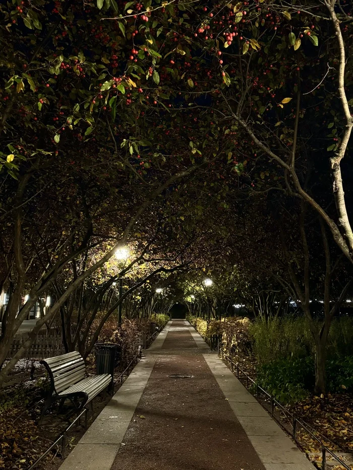 Path - My, Mobile photography, Evening, Saint Petersburg, Tree, New Holland (island)