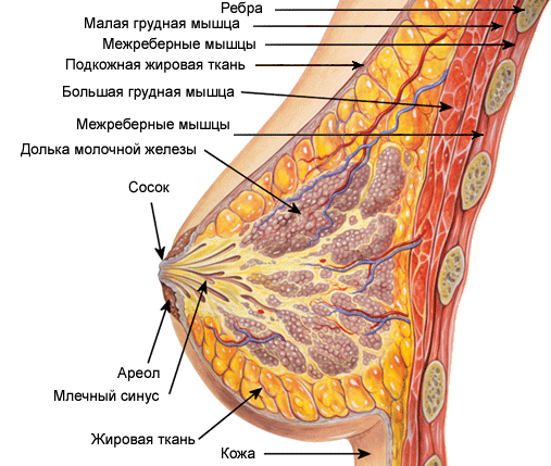 О сиськах - NSFW, Моё, Мотивация, ЗОЖ, Сиськи, Самооценка, Длиннопост, Анатомия, Научпоп, 18+