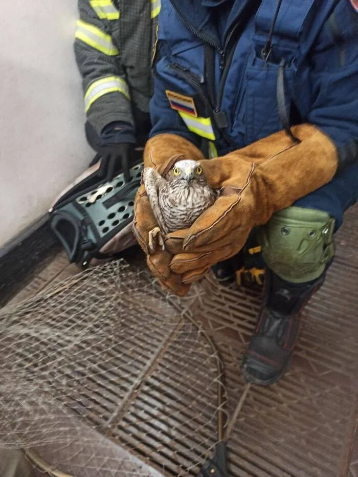 Sparrowhawk flies into Moscow metro - Moscow, Metro, Moscow Metro, Hawk, Hawks, Quail Hawk, Predatory animals, Predator birds, Public transport, Rescuers, Scoop net