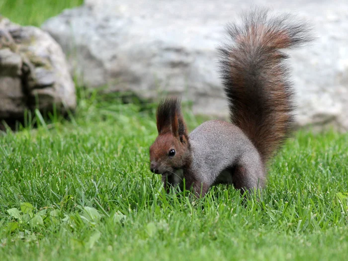 November 17 – International Squirrel Day (Squirrel Protection Day) - My, Squirrel, The photo, Japanese Garden, Galitsky Park, Krasnodar Park, Longpost