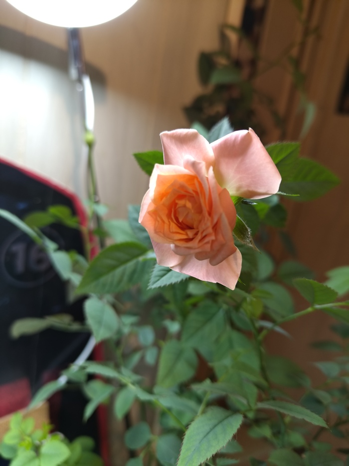  :    ( 2 ) , ,  , , 