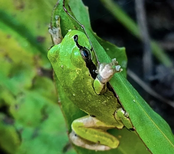 Baby Far Eastern Tree Frog - My, Tree frog, Frogs, Amphibians, Amur region, Blagoveshchensk, Дальний Восток, Find, Green, The photo