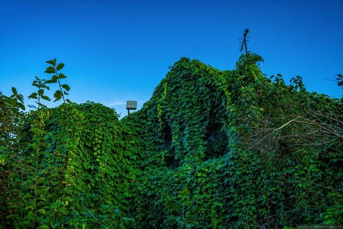 A completely overgrown house in Nikulskoye could potentially be a photo location - My, The photo, Summer, Nizhny Novgorod Region, Longpost