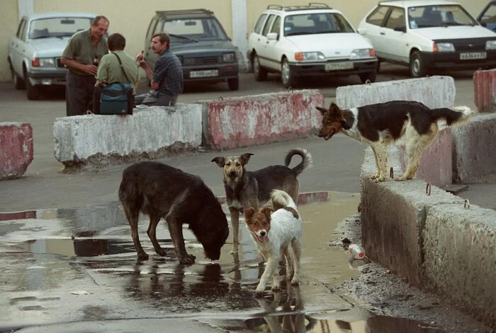 How are things with stray animals in France? - Stray dogs, Homeless animals, France, Law, Dog, cat, Longpost