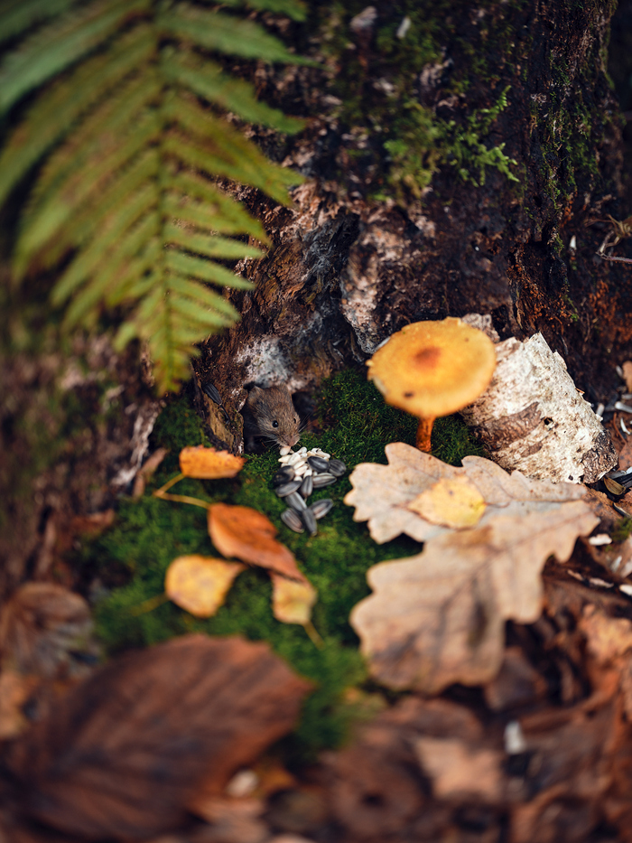 Fujifilm GFX 100 \ Fujifilm GF 55mm F1.7  ,    