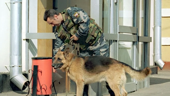 Explosives Detection: Search Dog Services - My, Survey, Room, Explosives, Search, Dog, Services, Longpost