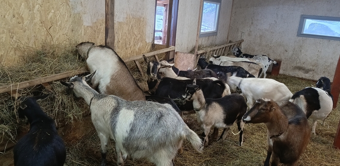 Жрут и срут