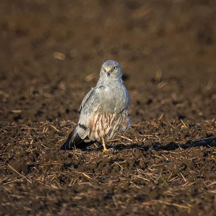 Montagu's Harrier - My, meadow harrier, Lun, Photo hunting, Bird watching, Ornithology, Ornithology League, Rostov region, Predator birds, Steppe, The photo