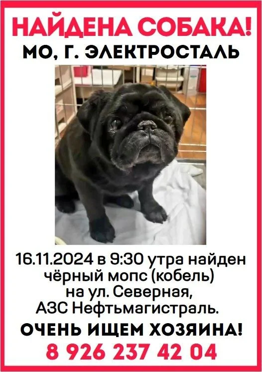 Pug found! Moscow Region, Elektrostal - Pug, Found a dog, No rating, Moscow region, Dog